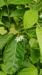 Holarrhena pubescens