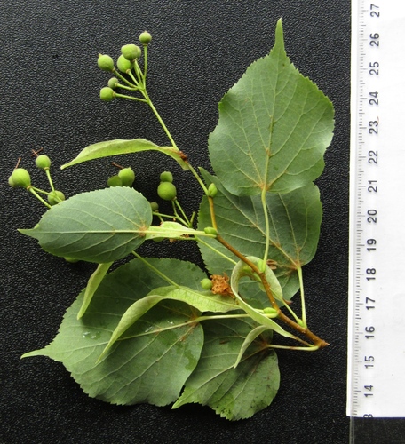 Tilia cordata