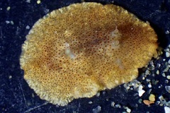 Hoploplana