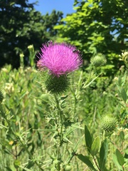 Cirsium