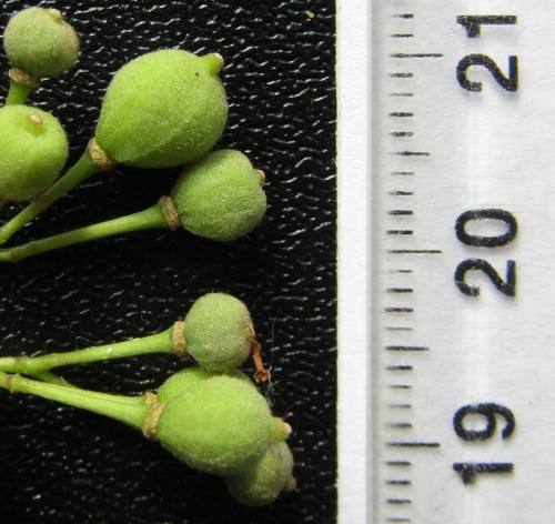 Tilia cordata