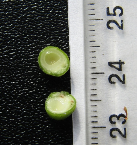 Tilia cordata