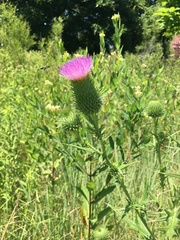 Cirsium