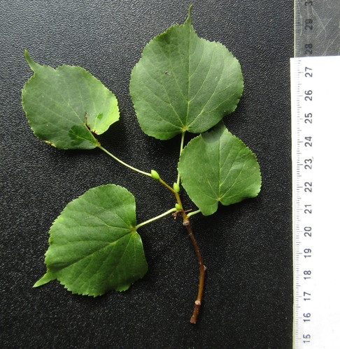 Tilia cordata