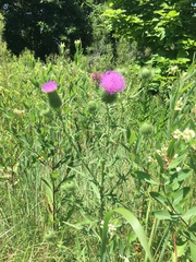 Cirsium