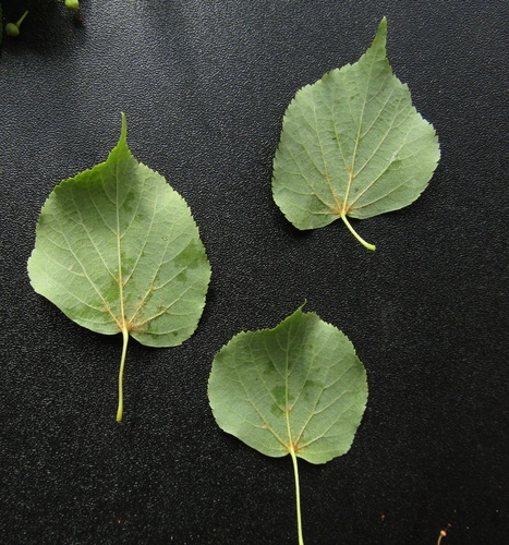 Tilia cordata