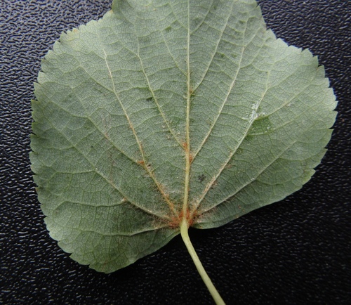Tilia cordata