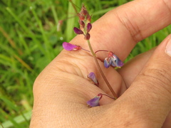 Desmodium molliculum