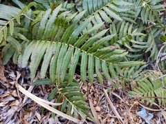 Blechnum cordatum