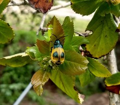 Monocesta ducalis