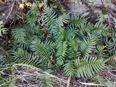 Blechnum cordatum