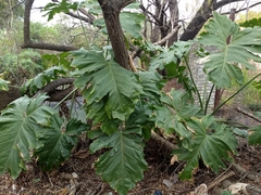 Thaumatophyllum undulatum