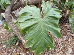 Thaumatophyllum undulatum