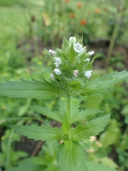 Dracocephalum parviflorum