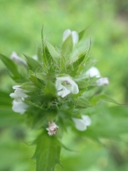 Dracocephalum parviflorum