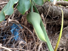 Thaumatophyllum undulatum