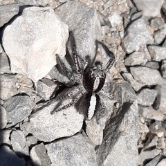 Philaeus chrysops