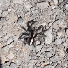 Philaeus chrysops