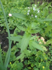 Dracocephalum parviflorum