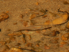 Notropis longirostris