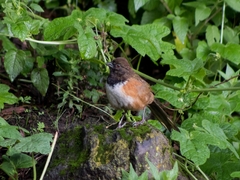 Pipilo maculatus macronyx