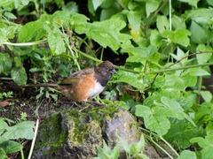 Pipilo maculatus macronyx