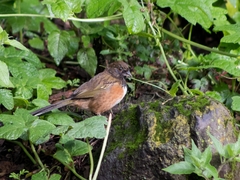 Pipilo maculatus macronyx