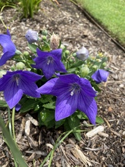 Platycodon