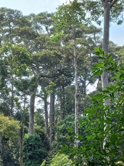 Dipterocarpus costatus