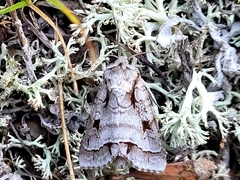Acronicta quadrata