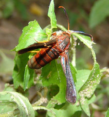 Vitacea polistiformis