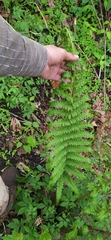 Polypodiopsida
