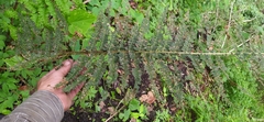 Polypodiopsida
