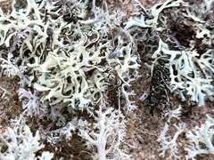 Xanthoparmelia chlorochroa