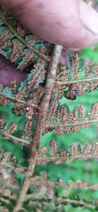 Polypodiopsida