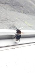 Bombus hypnorum