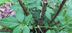 Polypodiopsida