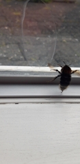 Bombus hypnorum