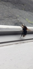 Bombus hypnorum