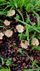 Cotylidia undulata