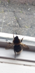 Bombus hypnorum