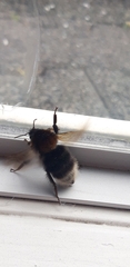 Bombus hypnorum