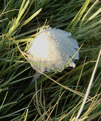 Coprinopsis nivea