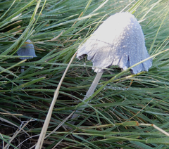 Coprinopsis nivea