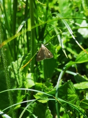 Udea alpinalis