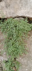 Asplenium ruta-muraria