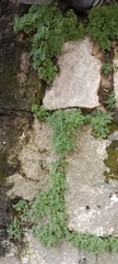 Asplenium ruta-muraria
