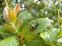 Monocesta ducalis