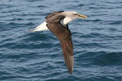 Buller's Albatross photo 2