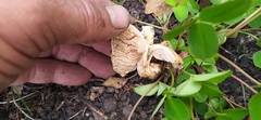 Fungi
